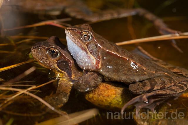 R13290 Grasfrosch, Common frog, Amplexus, Paarung, Mating - Christoph Robiller