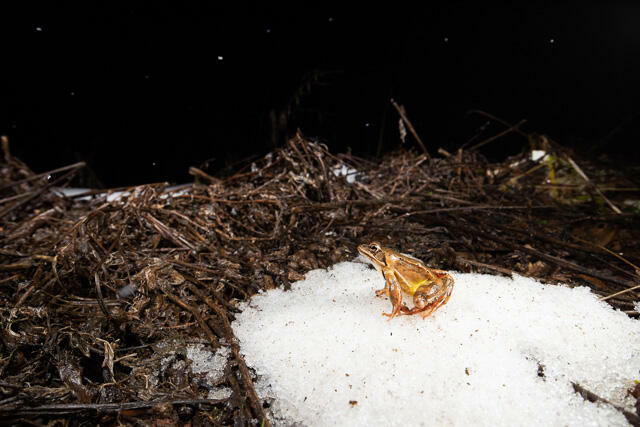 R13320 Springfrosch auf Schnee, Agile frog at snow - Christoph Robiller