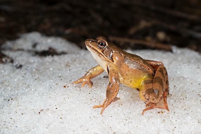 R13322 Springfrosch auf Schnee, Agile frog at snow - Christoph Robiller