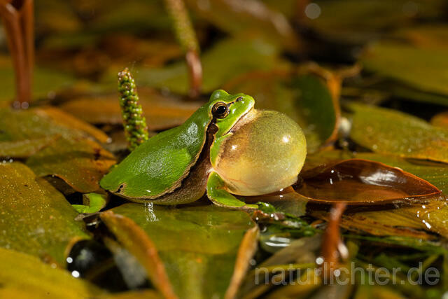 R13472 Europäischer Laubfrosch, rufendes Männchen mit Schallblase, European tree frog calling - Christoph Robiller