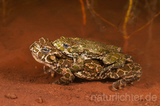 R13583 Wechselkröte, Balz, Paarung, Amplexus, European Green Toad mating - Christoph Robiller
