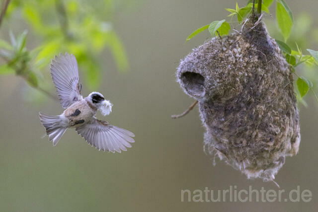 R13649 Beutelmeise im Flug am Nest, European Penduline Tit flying at nest - Christoph Robiller