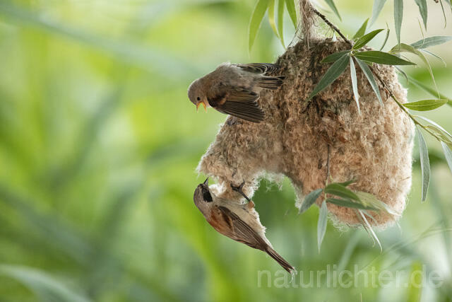 R13671 Beutelmeise, ausgeflogene Junge am Nest, European Penduline Tit fledgling at nest - Christoph Robiller