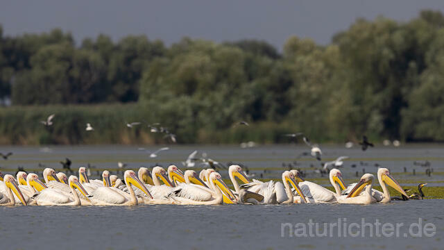 R13970 Rosapelikane Gruppe schwimmend, Great white pelican - Christoph Robiller