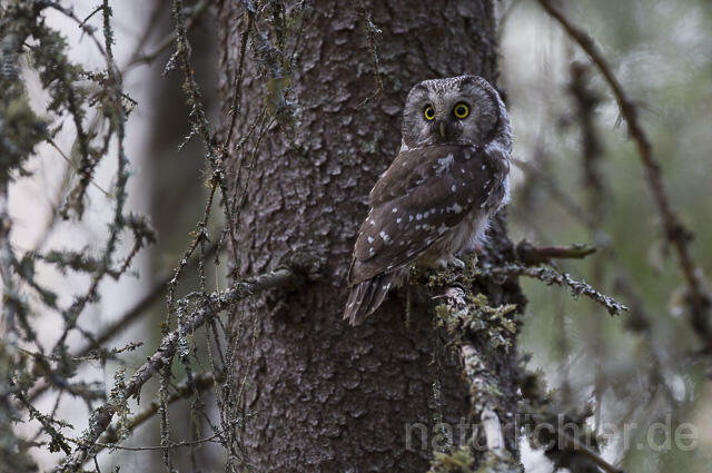 R14086 Raufußkauz, Finnland, Tengmalm's owl, Finland - Christoph Robiller
