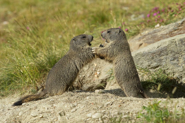 R14369 Kämpfende Alpenmurmeltiere, Jungtiere, juvenile Alpine marmot fighting - Christoph Robiller