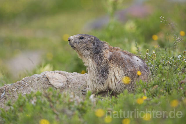 R14423 Alpenmurmeltier, Alpine marmot - Christoph Robiller