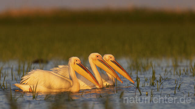 R14571 Rosapelikane, Donaudelta, Great white pelican, Danube Delta - Christoph Robiller