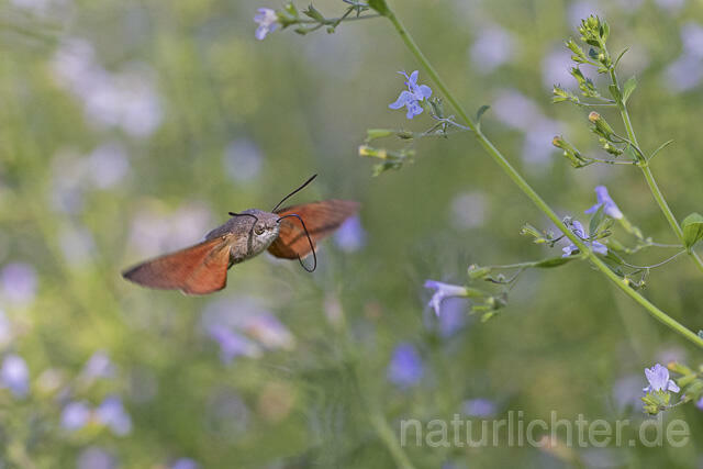 R14929 Taubenschwänzchen im Flug, Hummingbird Hawk-moth flying - Christoph Robiller