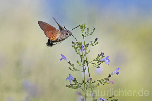 R14935 Taubenschwänzchen im Flug, Hummingbird Hawk-moth flying - Christoph Robiller