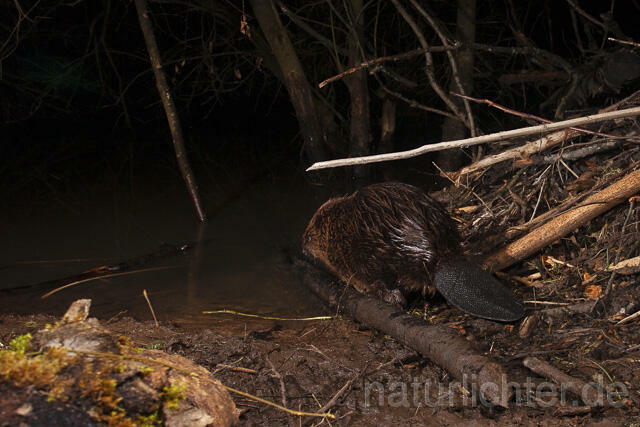 R14979 Biber, Eurasian beaver, Biberburg - Christoph Robiller
