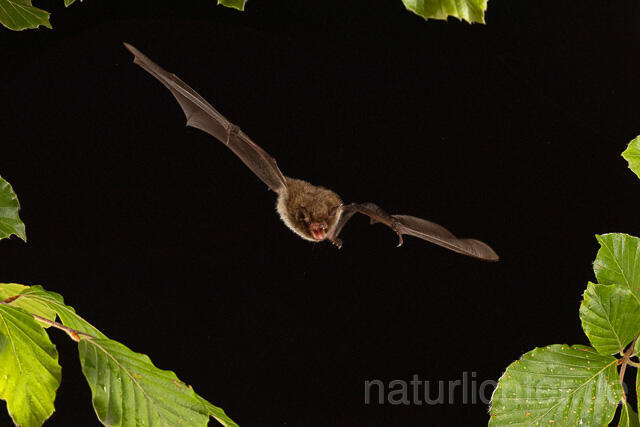 R15139 Wasserfledermaus im Flug, Daubenton's bat flying - Christoph Robiller
