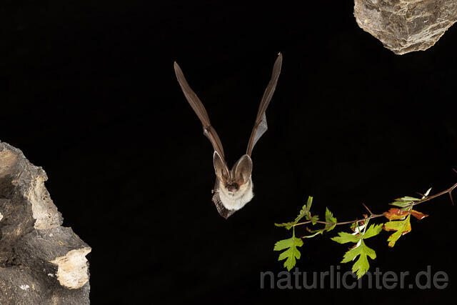 R15184 Graues Langohr im Flug, Grey Long-eared Bat flying - Christoph Robiller