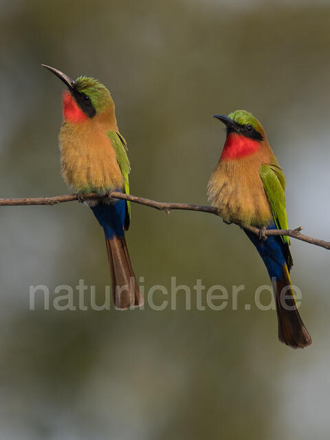 W22012 Rotkehlspint,Red-throated Bee-eater - Peter Wächtershäuser