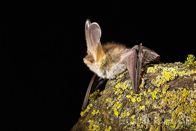 R15305 Braunes Langohr, Brown Long-eared Bat - Christoph Robiller