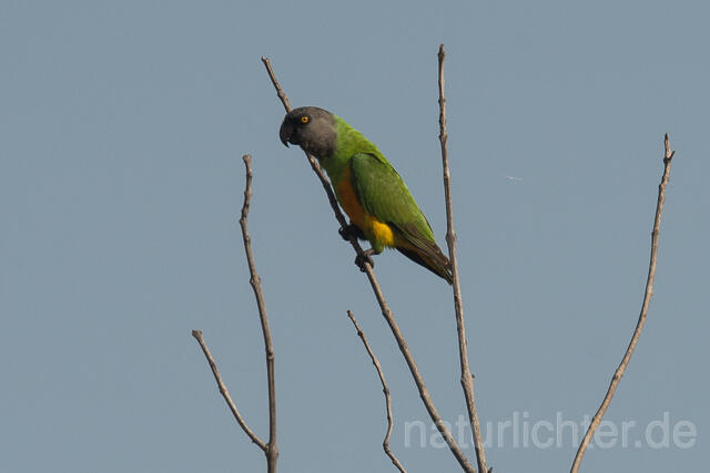W22384 Senegalpapagei, Senegal Parrot - Peter Wächtershäuser