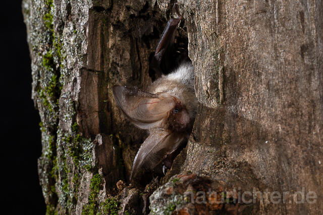 R15386 Braunes Langohr in Baumhöhle, Brown Long-eared Bat - Christoph Robiller