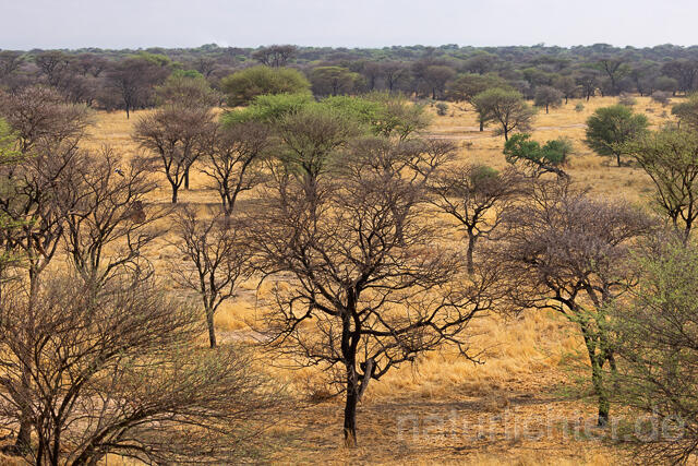 R15393 Dornbuschsavanne, Dornstrauchsavanne, Deserts and xeric shrublands, Namibia - Christoph Robiller