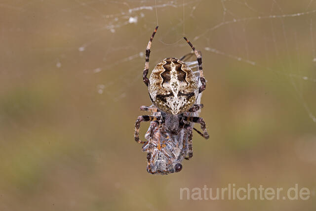 R16049 Kreuzspinne mit Beute Mannazikade,  orb-weaving spider - Christoph Robiller