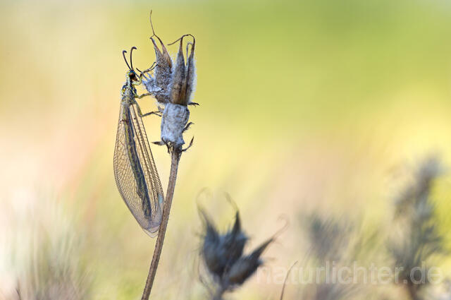 R16131 Ameisenjungfer, Myrmecaelurus trigrammus, Dobrudscha, Rumänien, Antlion - Christoph Robiller