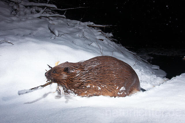 R16463 Europäischer Biber im Schnee an Burg, Eurasian Beaver - Christoph Robiller