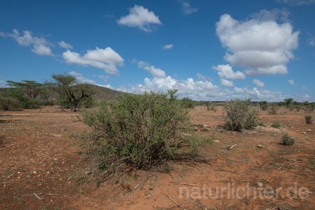 W23341 Kenia,Kenya,Samburo National Park