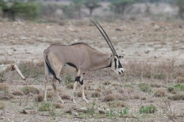 W23357 Ostafrikanischer Spießbock,East African oryx