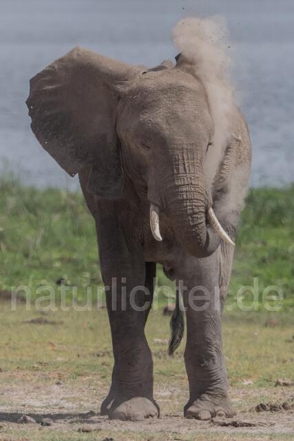 W23411 Afrikanischer Elefant,African savanna elephant - Peter Wächtershäuser