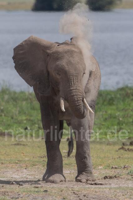 W23413 Afrikanischer Elefant,African savanna elephant - Peter Wächtershäuser
