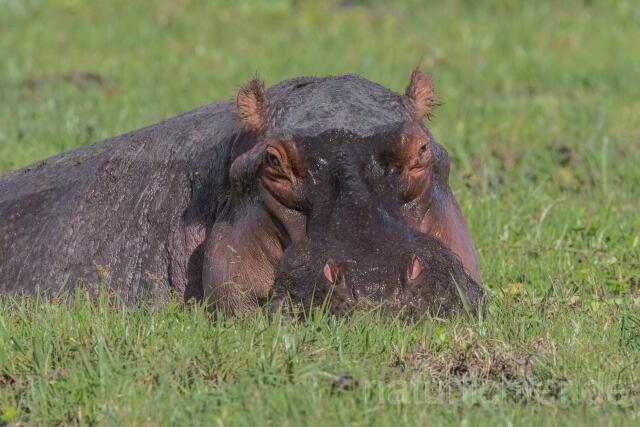 W23453 Flusspferd,Hippo