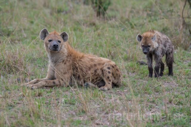 W23519 Tüpfelhyäne,Spotted hyena