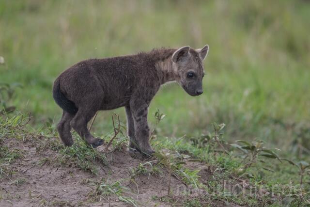 W23521 Tüpfelhyäne,Spotted hyena
