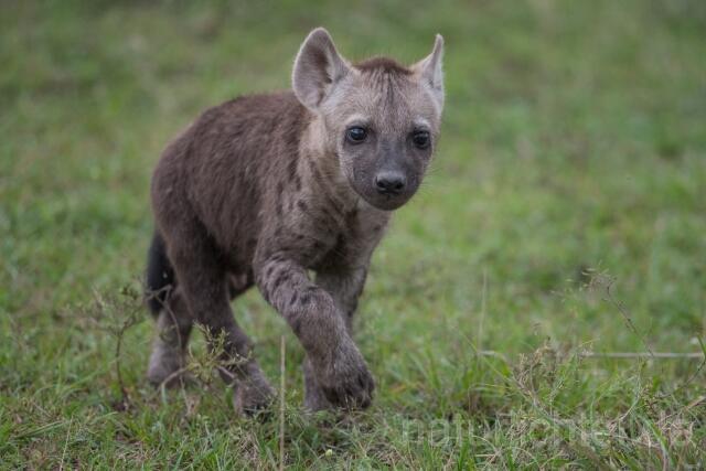 W23523 Tüpfelhyäne,Spotted hyena