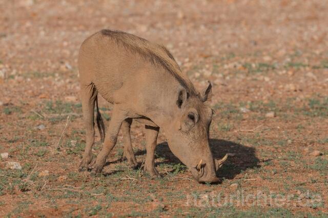 W23525 Warzenschwein,Common warthog