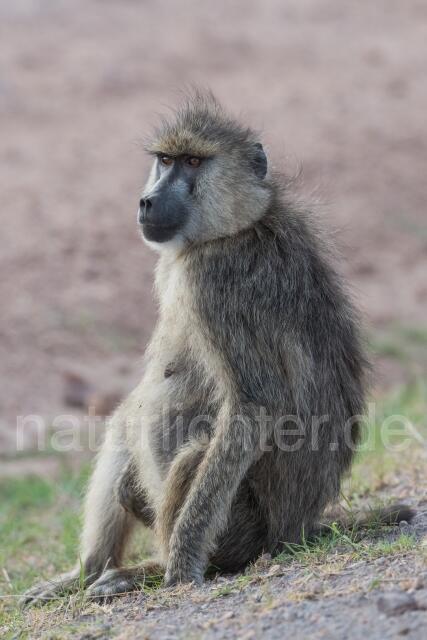 W23540 Gelber Pavian,Yellow baboon
