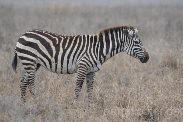 W23543 Steppenzebra,Plains zebra
