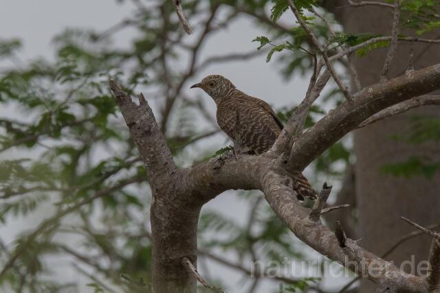 W23576 Afrikakuckuck,African Cuckoo