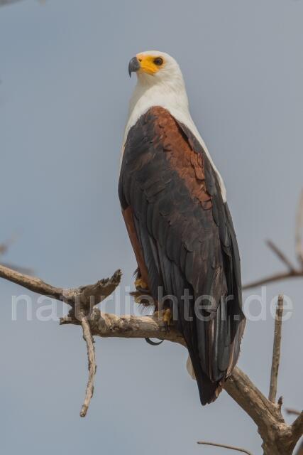 W23588 Schreiseeadler,African Fish Eagle
