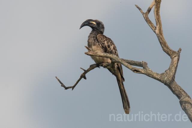 W23602 Grautoko,African Gray Hornbill