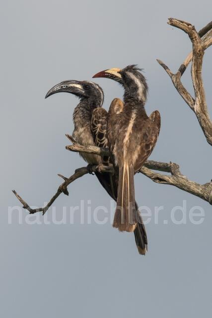 W23605 Grautoko,African Gray Hornbill