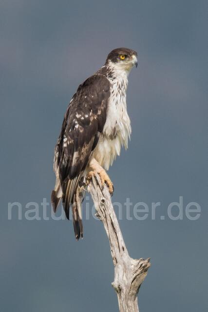 W23613 Afrikanischer Habichtsadler,African Hawk-Eagle - Peter Wächtershäuser