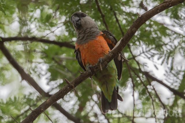 W23623 Rotbauchpapagei,Red-bellied Parrot