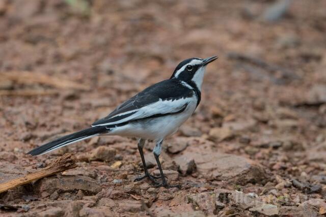 W23628 Witwenstelze,African Pied Wagtail