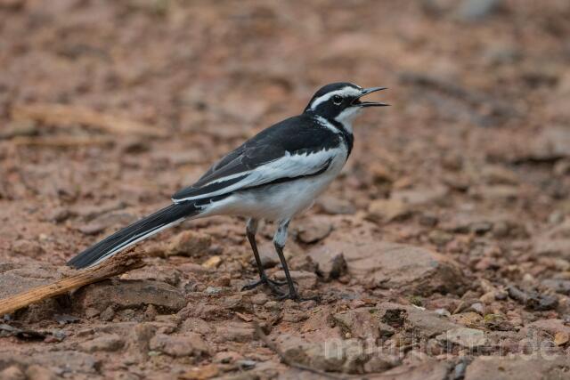 W23629 Witwenstelze,African Pied Wagtail