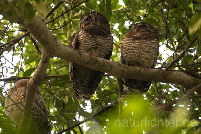 W23651 Afrikanischer Waldkauz, African Wood Owl