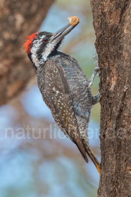 W23673 Namaspecht,Bearded Woodpecker