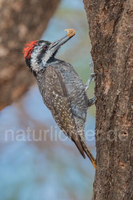 W23674 Namaspecht,Bearded Woodpecker