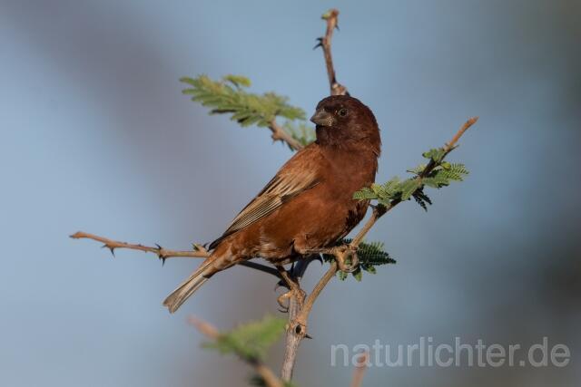 W23885 Maronensperling,Chestnut Sparrow - Peter Wächtershäuser