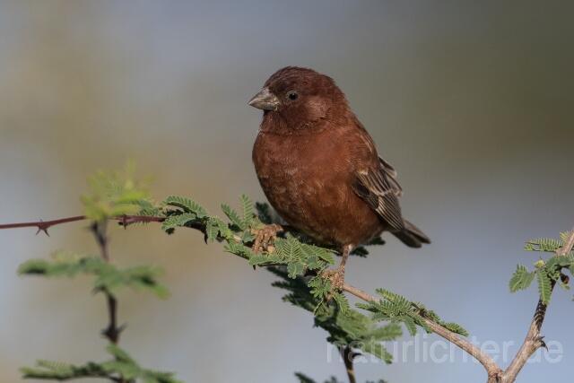 W23888 Maronensperling,Chestnut Sparrow - Peter Wächtershäuser