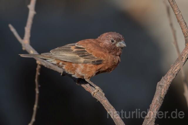W23891 Maronensperling,Chestnut Sparrow